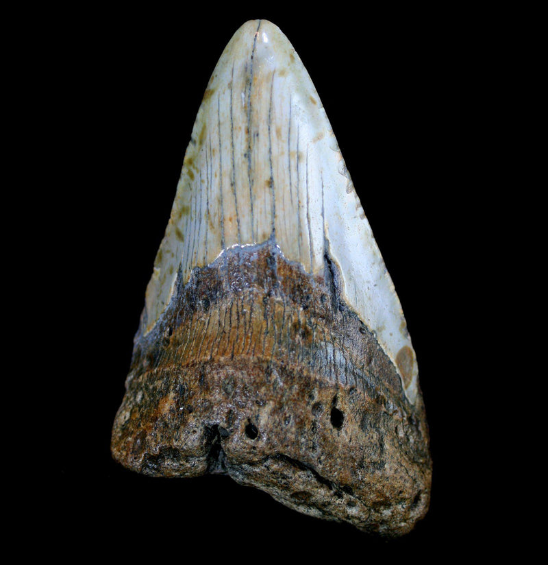 Megalodon Tooth Specimen 