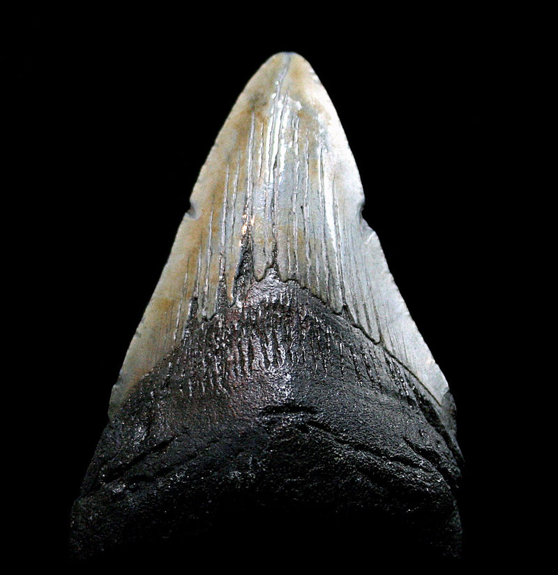 Megalodon Tooth Specimen 