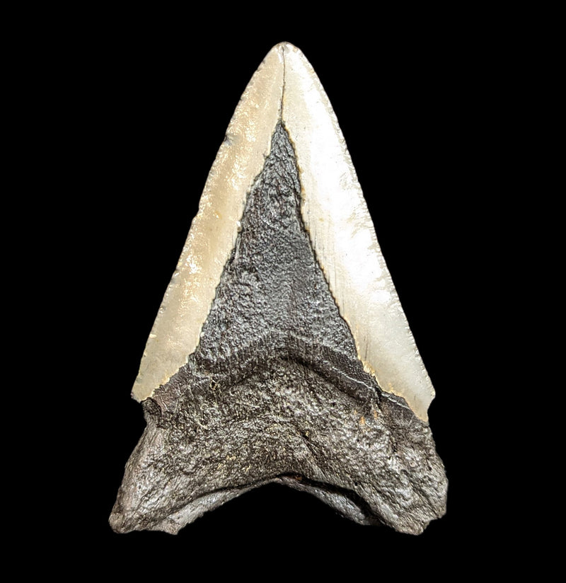 Megalodon Tooth Specimen 