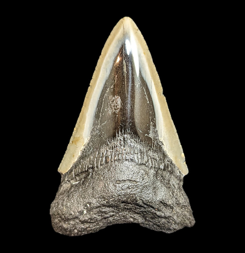 Megalodon Tooth Specimen 