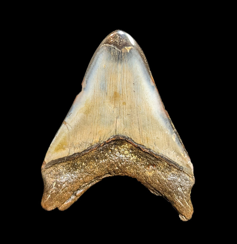 Megalodon Tooth Specimen 