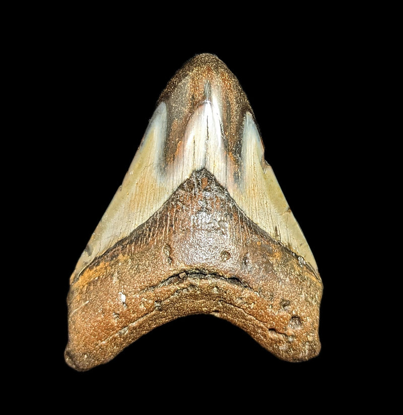 Megalodon Tooth Specimen 