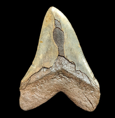 Megalodon Tooth Specimen #38-Fossils-JT Shark Teeth Co-PaxtonGate