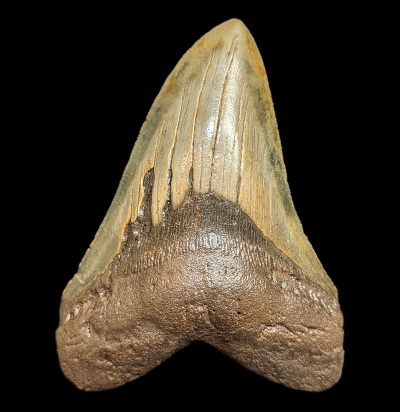 Megalodon Tooth Specimen 