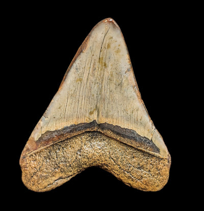 Megalodon Tooth Specimen #39-Fossils-JT Shark Teeth Co-PaxtonGate