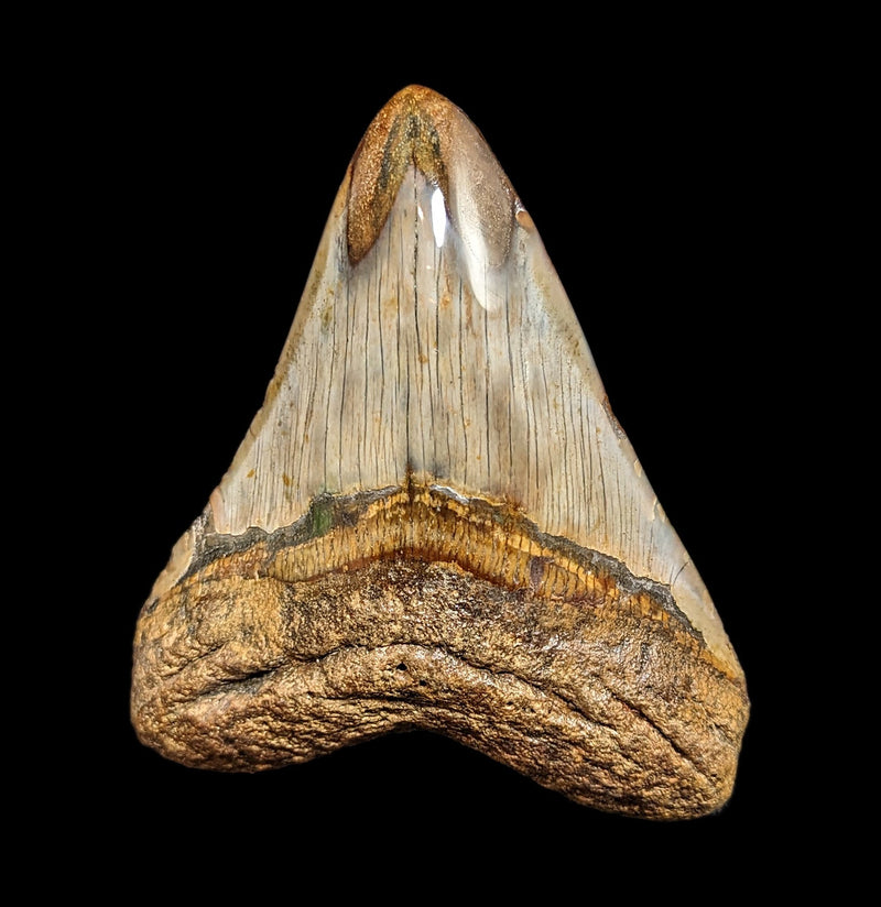 Megalodon Tooth Specimen 