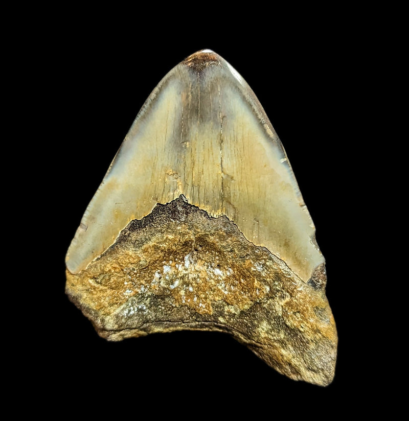 Megalodon Tooth Specimen 