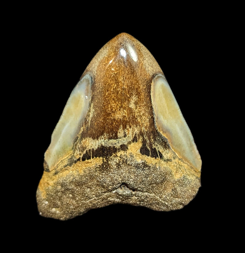 Megalodon Tooth Specimen 