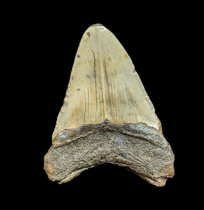 Megalodon Tooth Specimen 