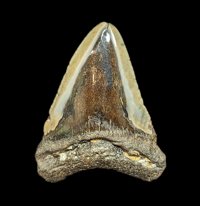 Megalodon Tooth Specimen 