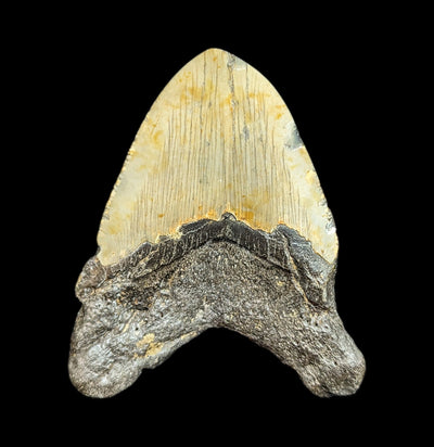 Megalodon Tooth Specimen #42-Fossils-JT Shark Teeth Co-PaxtonGate