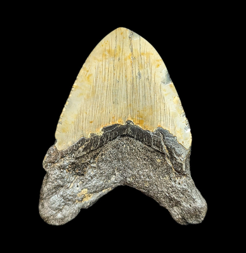 Megalodon Tooth Specimen 