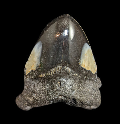 Megalodon Tooth Specimen #42-Fossils-JT Shark Teeth Co-PaxtonGate