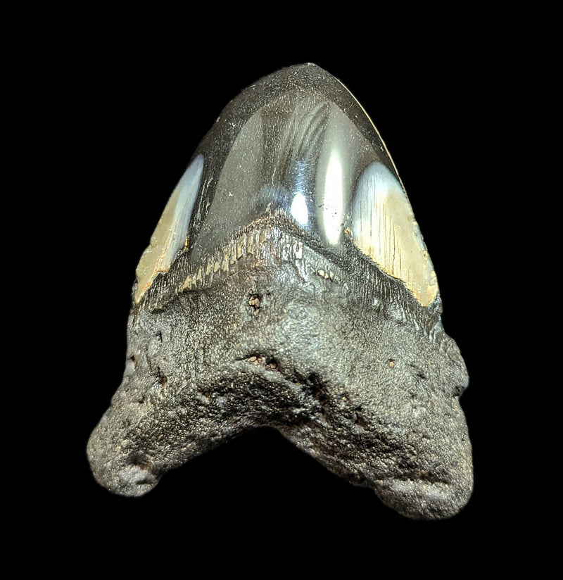 Megalodon Tooth Specimen 