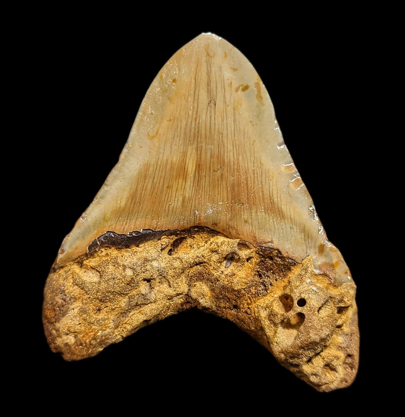 Megalodon Tooth Specimen 