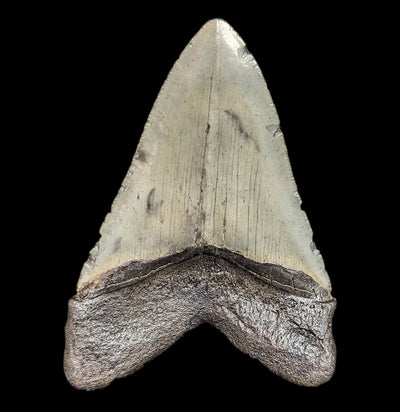 Megalodon Tooth Specimen #45-Fossils-JT Shark Teeth Co-PaxtonGate