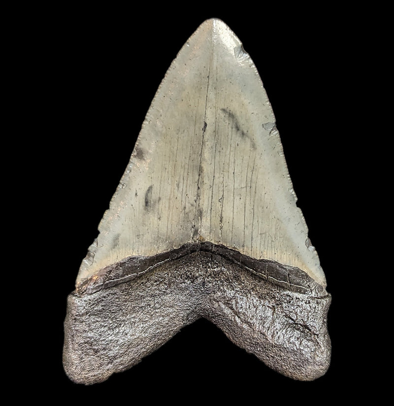 Megalodon Tooth Specimen 