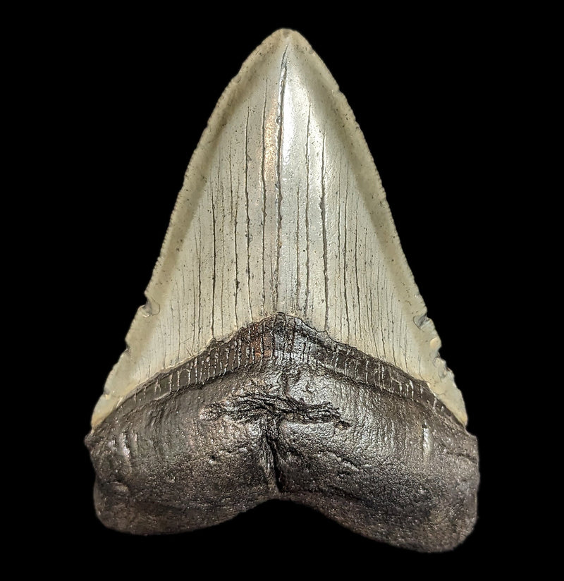 Megalodon Tooth Specimen 