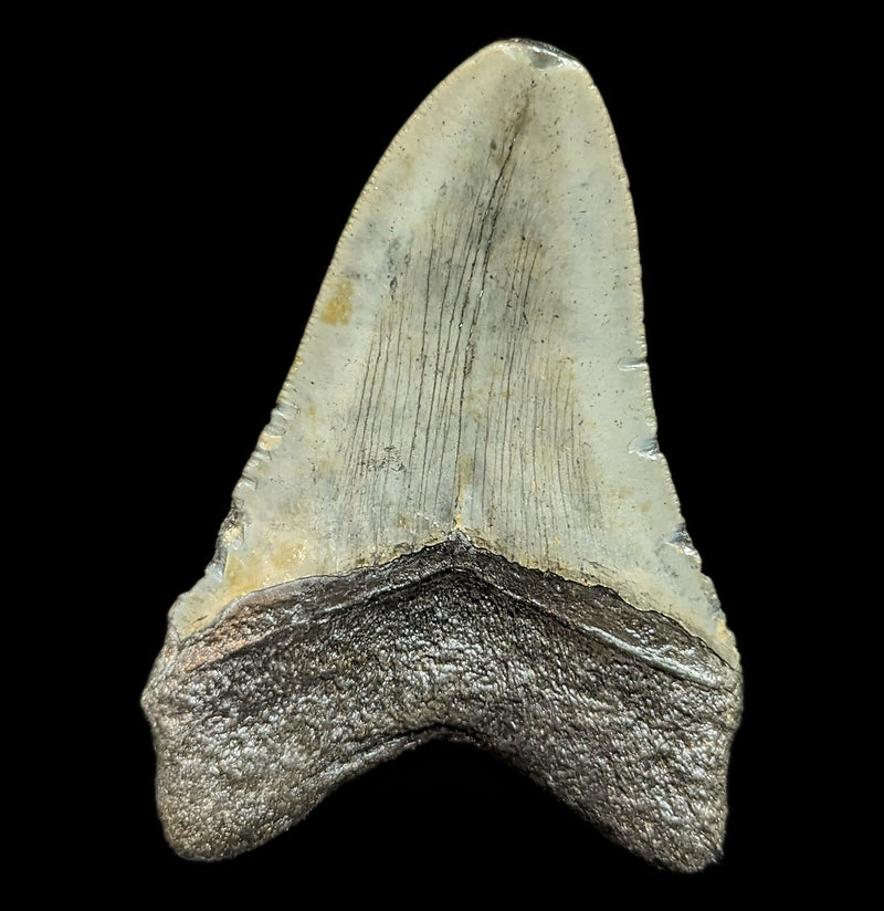 Megalodon Tooth Specimen 