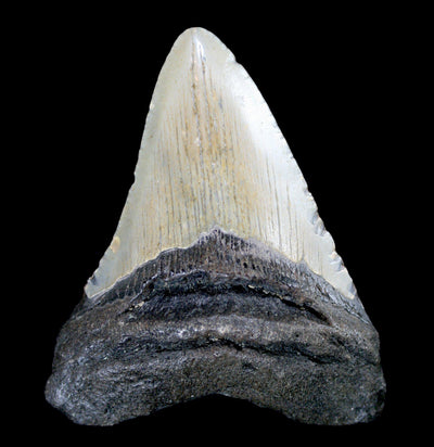 Megalodon Tooth Specimen #6 - Paxton Gate