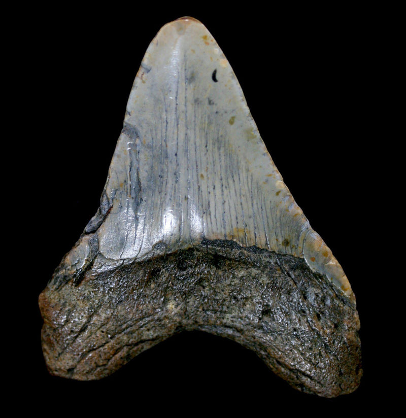 Megalodon Tooth Specimen 