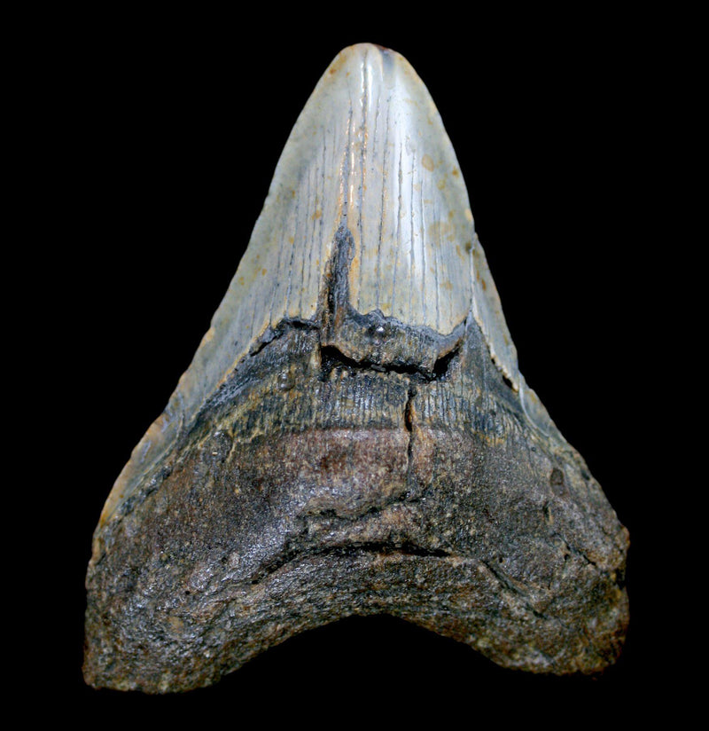 Megalodon Tooth Specimen 