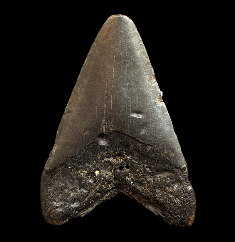 Megalodon Tooth with Coral Specimen 