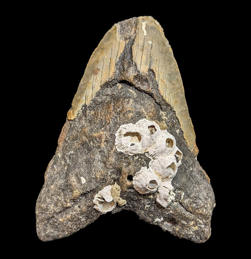 Megalodon Tooth with Coral Specimen 