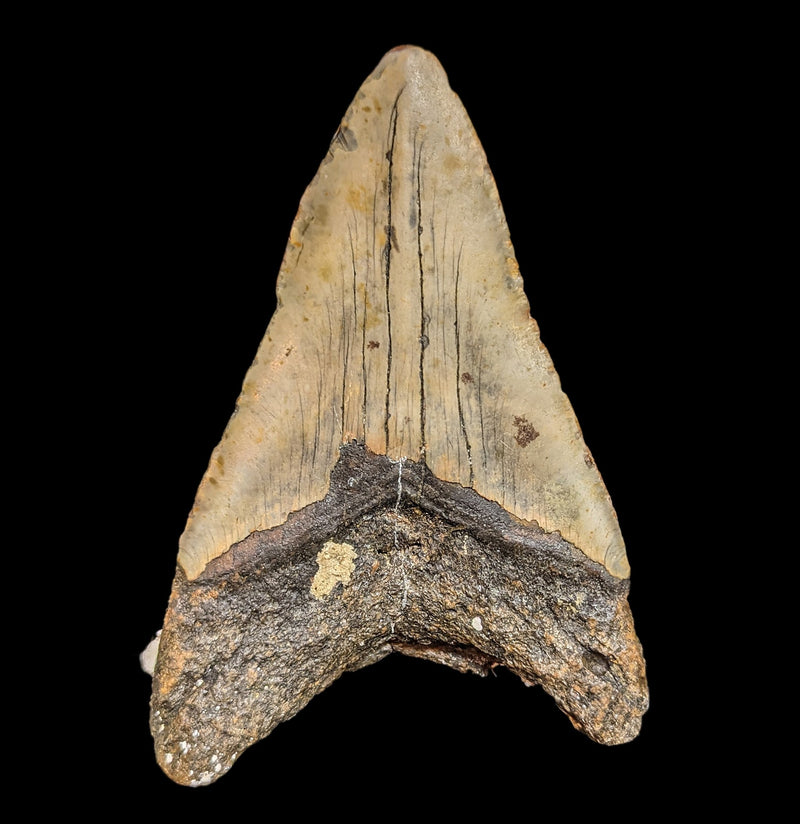 Megalodon Tooth with Coral Specimen 