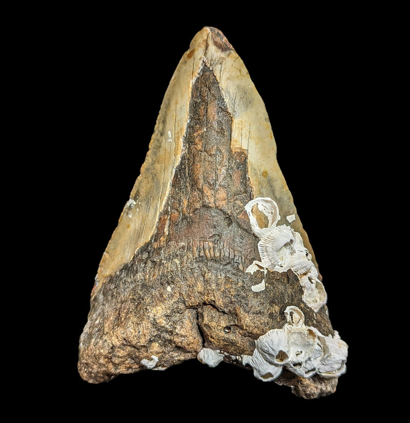 Megalodon Tooth with Coral Specimen 