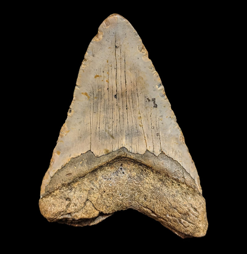 Megalodon Tooth with Coral Specimen 