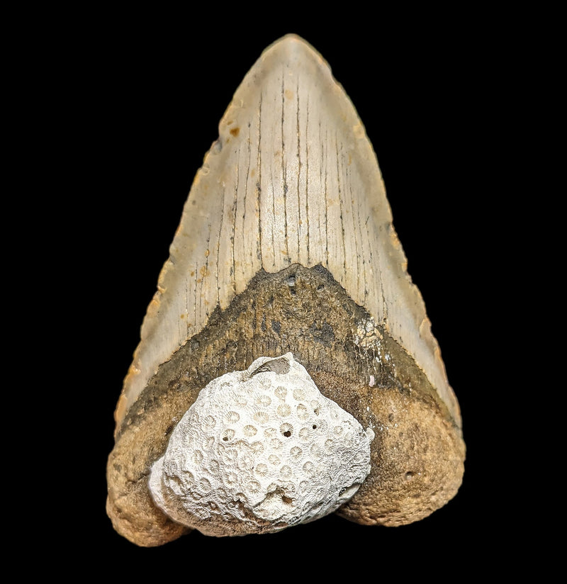 Megalodon Tooth with Coral Specimen 