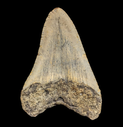 Megalodon Tooth with Coral Specimen #35-Fossils-Lowcountry Geologic-PaxtonGate