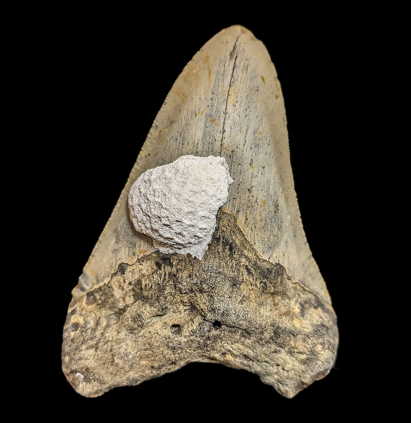 Megalodon Tooth with Coral Specimen 