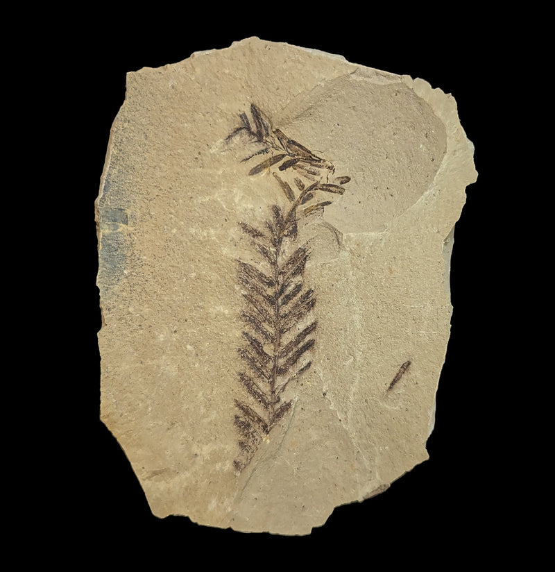 Metasequoia Redwood Leaf Fossil-Fossils-Lowcountry Geologic-PaxtonGate