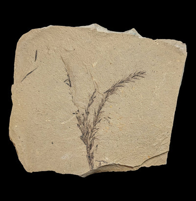 Metasequoia Redwood Leaf Fossil-Fossils-Lowcountry Geologic-PaxtonGate