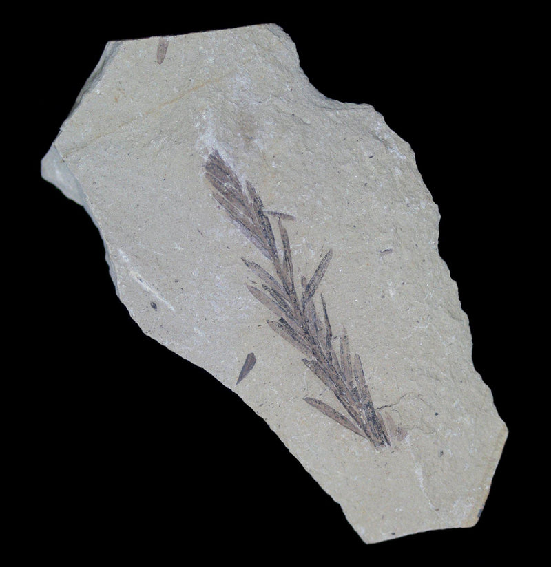 Metasequoia Redwood Leaf Fossil - Paxton Gate