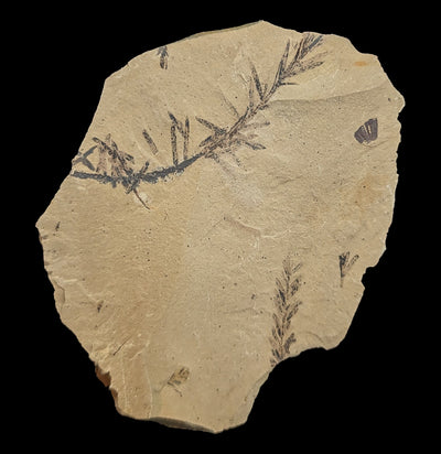 Metasequoia Redwood Leaf Fossil-Fossils-Lowcountry Geologic-PaxtonGate