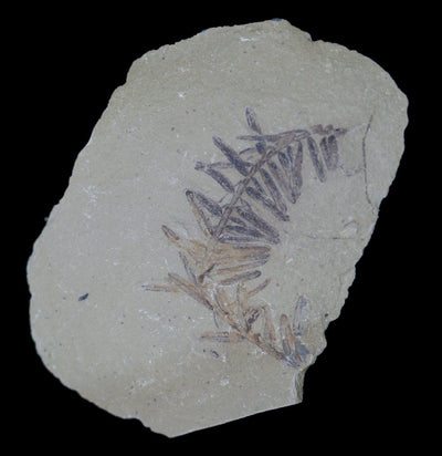 Metasequoia Redwood Leaf Fossil - Paxton Gate