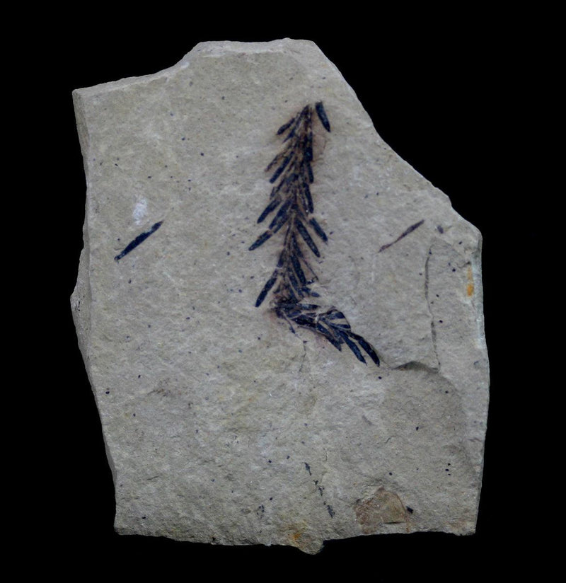 Metasequoia Sprig Fossil Specimen - Paxton Gate