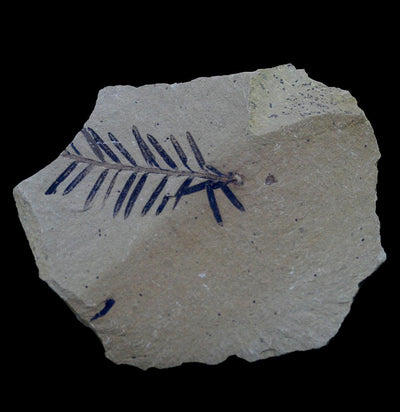 Metasequoia Sprig Fossil Specimen - Paxton Gate