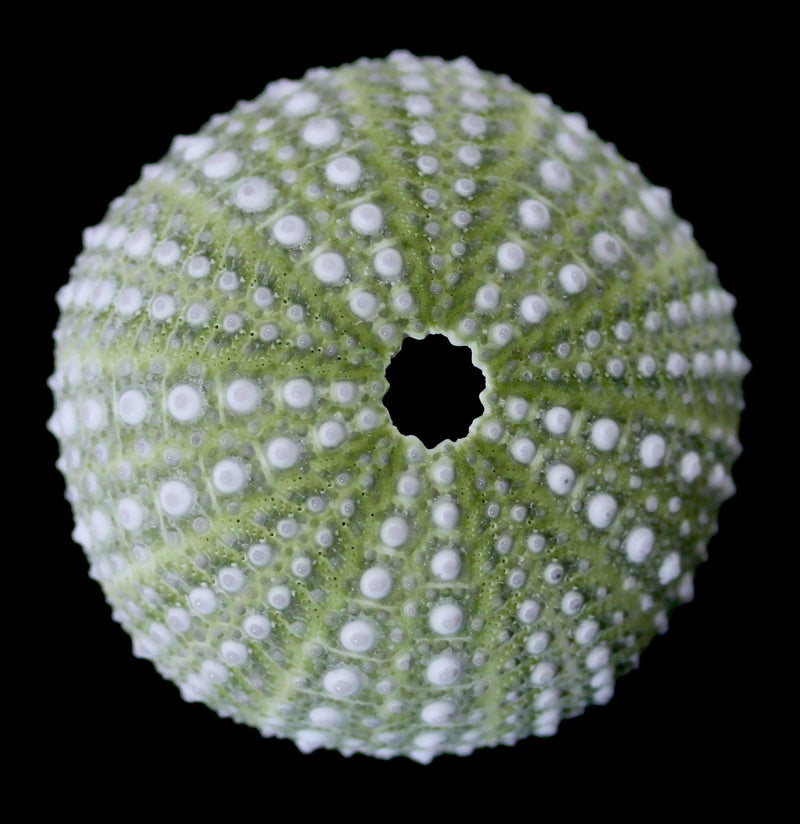 Mexican Green Sea Urchin-Invertbrts-Tideline-PaxtonGate