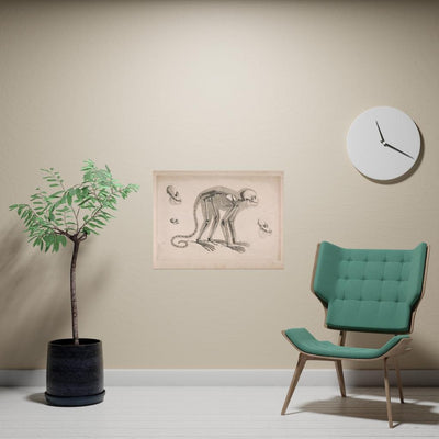 Monkey Skeleton Matte Poster - Paxton Gate