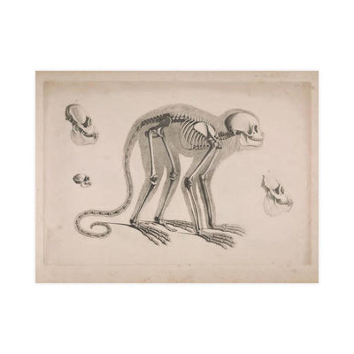 Monkey Skeleton Matte Poster - Paxton Gate