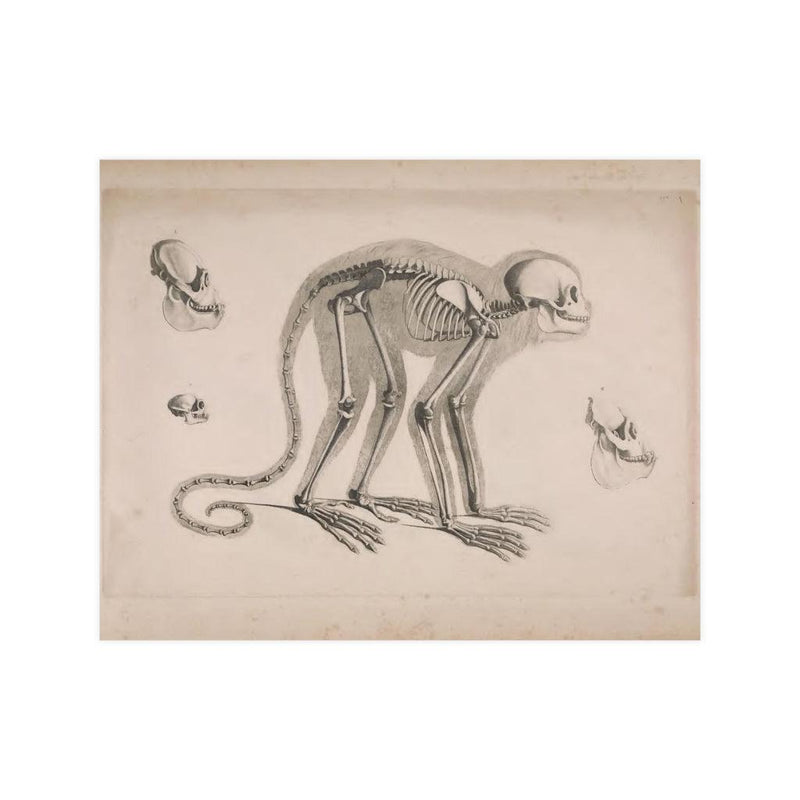 Monkey Skeleton Matte Poster - Paxton Gate