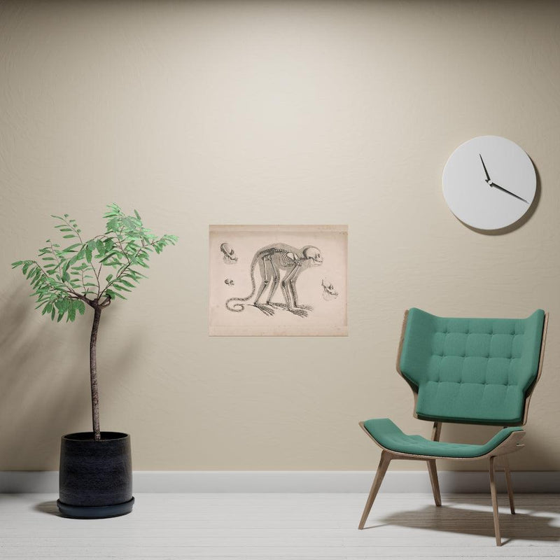 Monkey Skeleton Matte Poster - Paxton Gate