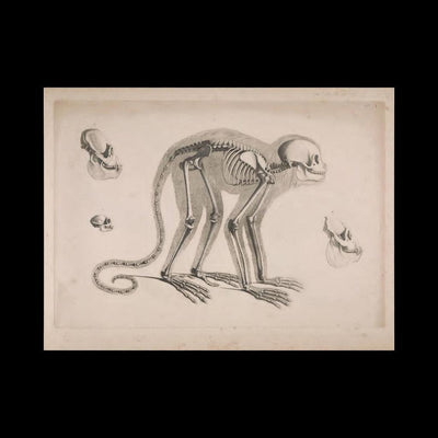 Monkey Skeleton Matte Poster - Paxton Gate