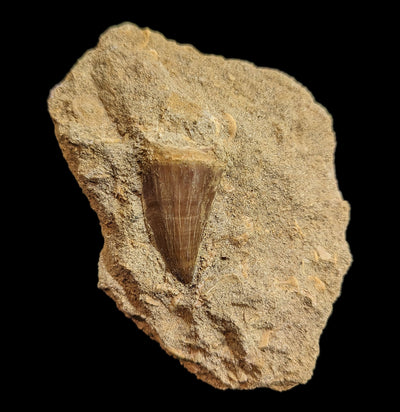 Mosasaur Tooth in Matrix - Paxton Gate