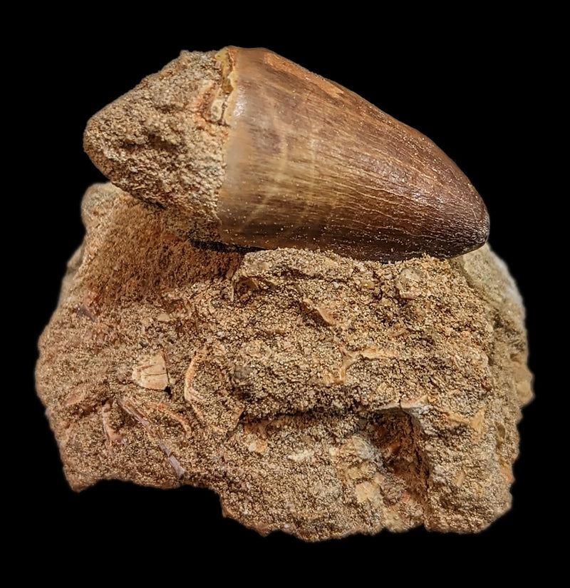 Mosasaur Tooth in Matrix - Paxton Gate