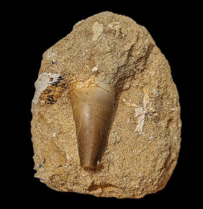 Mosasaur Tooth in Matrix - Paxton Gate